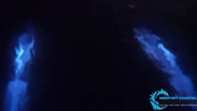 ? Dolphins in bioluminiscence