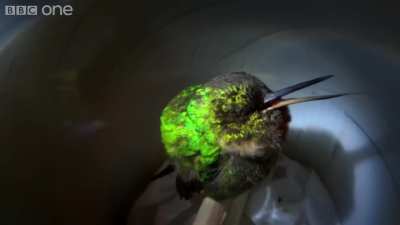 Humming bird snoring ?
