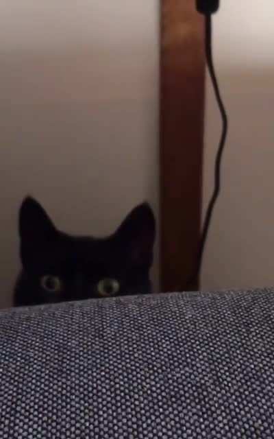 My scary couch shark