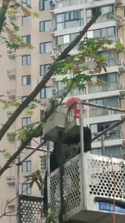 Worker stapling leaves to trees in China to make the city look "greener"