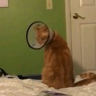 Metal head cat