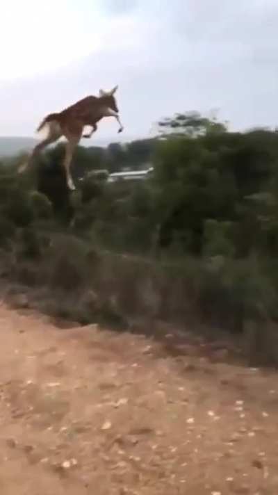 ? The average horizontal jumping distance of a deer is about 4.5-5 meters. However, some species of deer such as white-tailed deer can jump up to 9 meters in one single leap ?