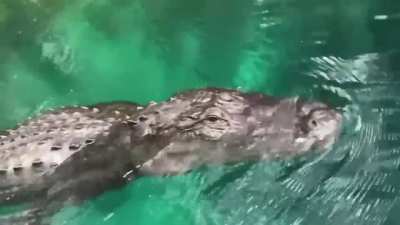 ? Alligator seen (up close) from paddleboard