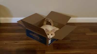 This is Dipper. He’s a rescue. And he never stops yelling.