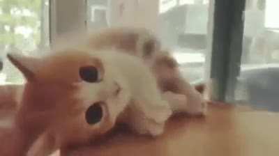Kïtt.
