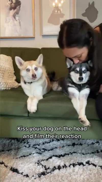 Kissing her dog on the head to see the other dogs reaction. They both look so adorable ?.