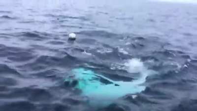 Beluga whale plays fetch with researchers ?