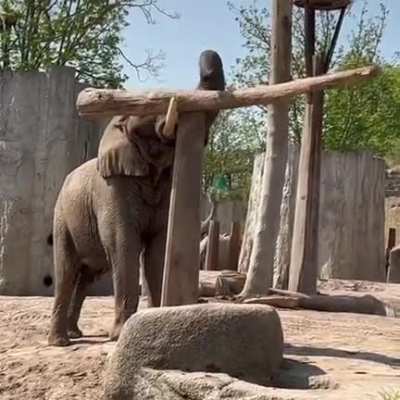 An elephant balances a log with its trunk.