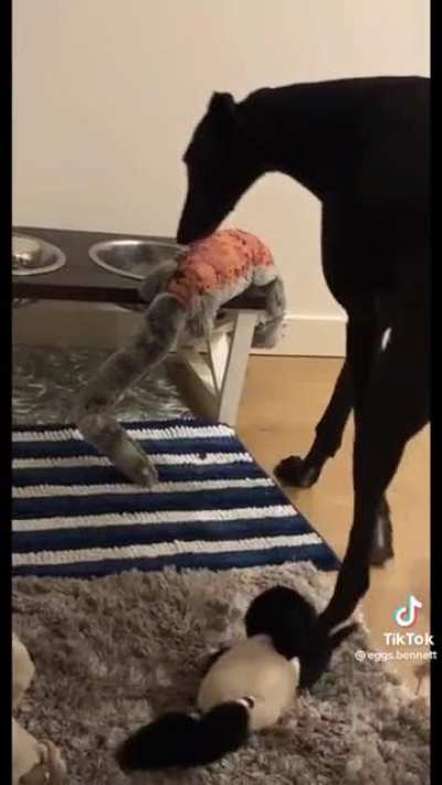 Bennett makes sure all his toys are fed and watered