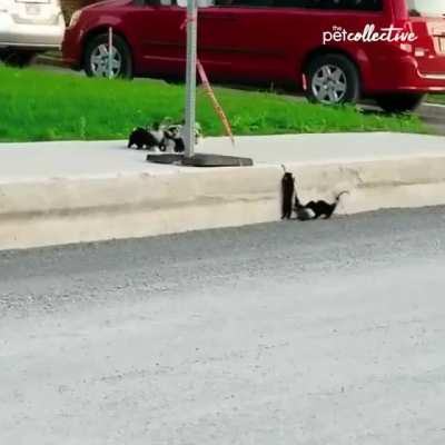 ? Momma skunk helping her babies ?