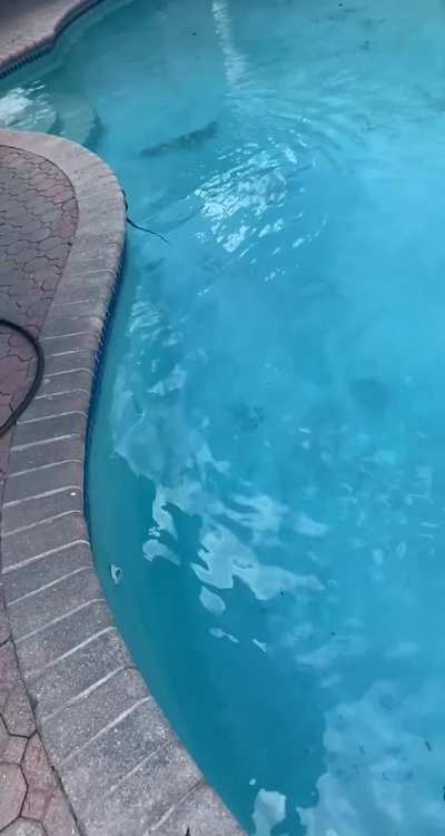 ?Common Basilisk AKA Jesus Lizard goes from swimming to running on water?