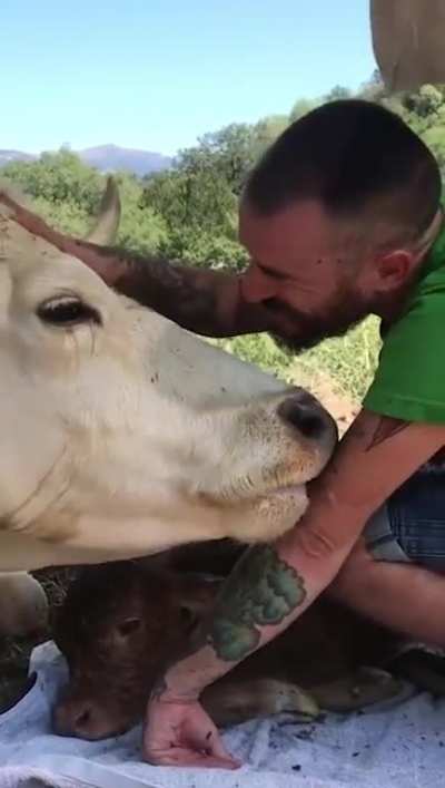 Mama cow shows gratitude to the kind man who saved her and helped deliver her calf