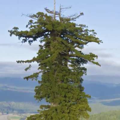 ? A redwood known as Hyperion is the tallest tree in the world, at a height of 115.85 meters (380.1 feet) and is approximately 700-800 years old.