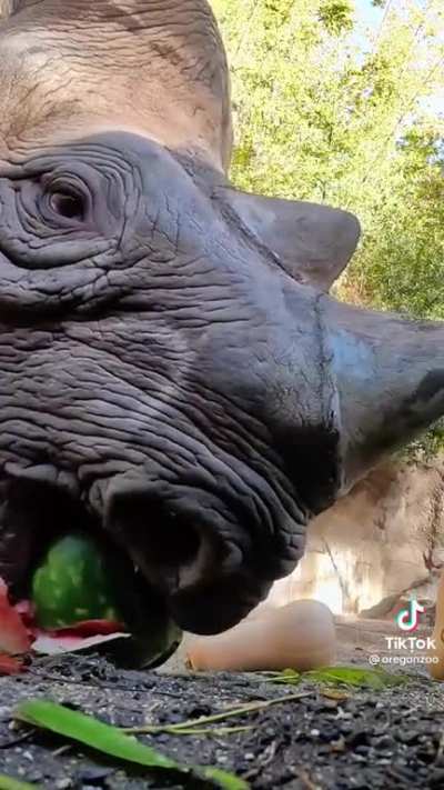 TIL one thing rhinos use their horns for