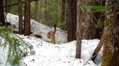? Wolves, cougars and bears OH MY - Some of my favorite video captures from the last year