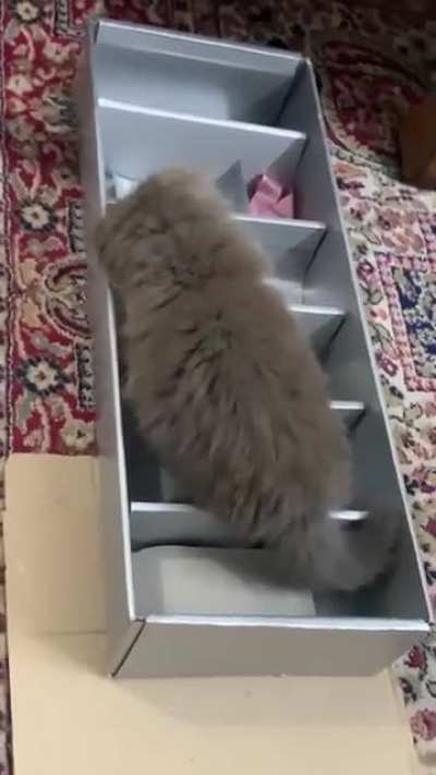 So Mishti has spent most of the day today playing in this box of wine glasses ???