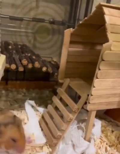Sleepy hamster.