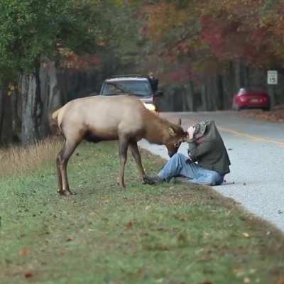 ? Elk wants to Rut with Photographer?