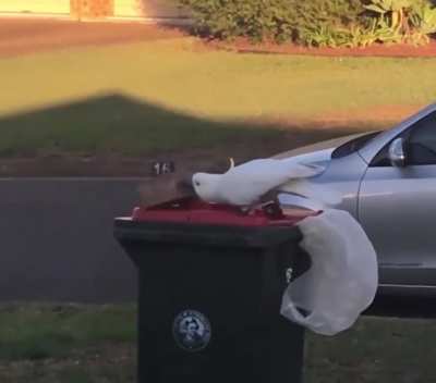"Nice try... but your puny brick will not stop me human"