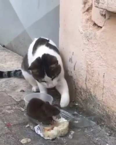 what could go wrong