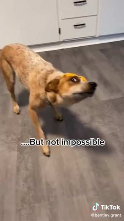 chances of your dog killing you are low, but never zero