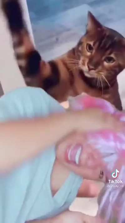 When your cat has had it with your TikTok BS