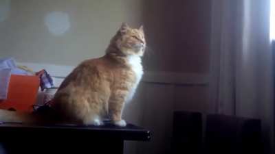 To make a cat-culated jump.