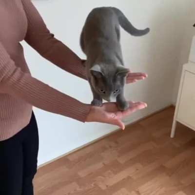 Ok human, I trust you