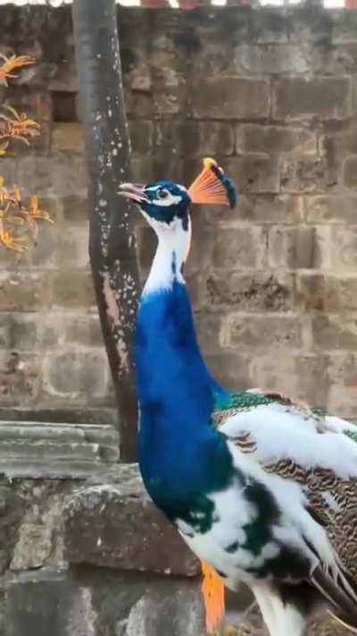 The sun back lit this peacocks breath creating the illusion of fire