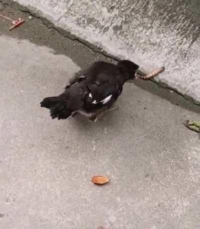 Not so smart bird