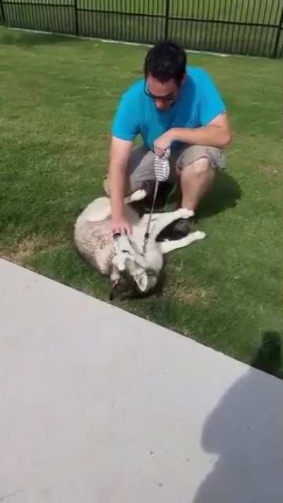 Dakota throwing another tantrum leaving the dog park