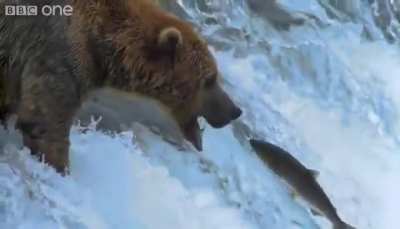 ? Grizzly Bear Catching Salmon As It Swims Upstream