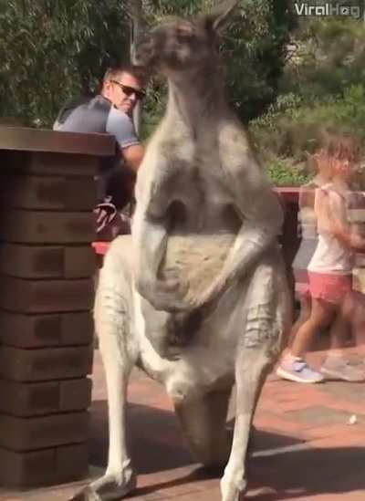 ? Kangaroo subtly and discretely scratching it's testicles in public.