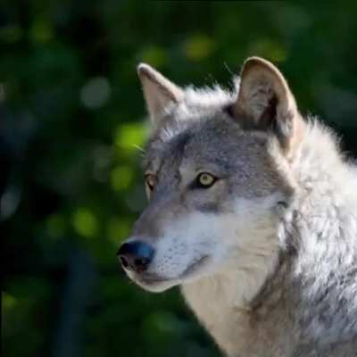 I found 70 pictures googling "Wolves" and created this!
