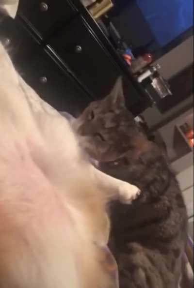 “How dare you interrupt me mortal”