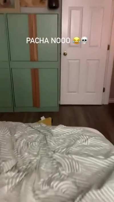 He Likes It Ruff