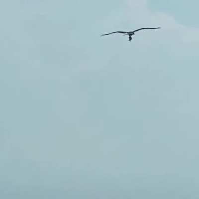 ? The sight of a bird carrying a fish