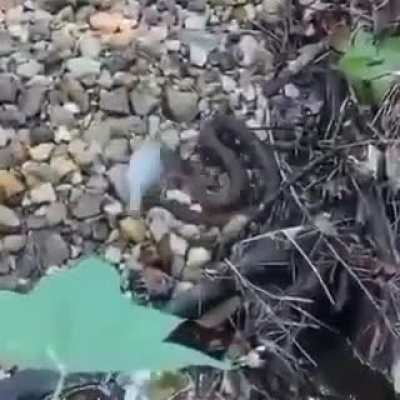 Bro I can save this fish