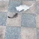 How to train your purrrrr