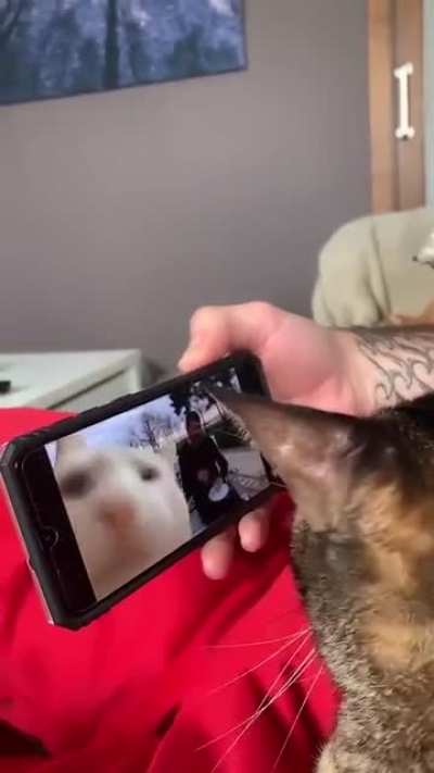 Two cats feeling the rhythm...