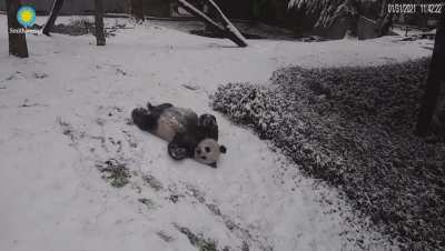 This panda just sending it