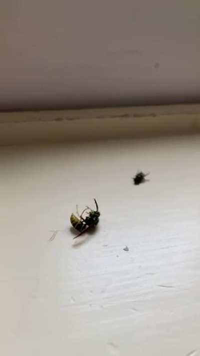 Wasp VS House Fly