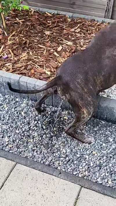 My dog has been doing this for 4 days straight, does anyone know how to turn it off?
