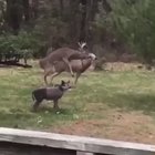 Oh deer!!