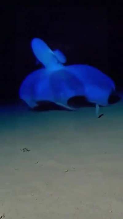 ? The way this vampire squid moves across the ocean floor