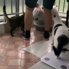 Hurry up human !!