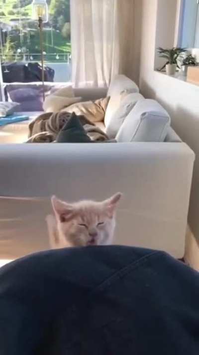 Kitten jump fail