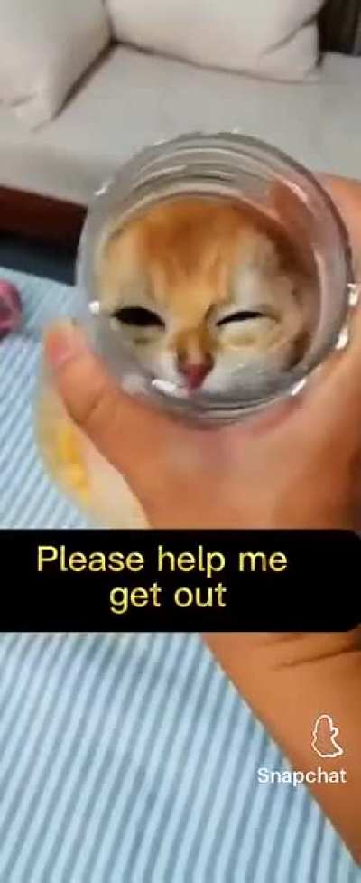 Saw this on snapchat and Idk if it actually happened or not but I doubt that the cat got stuck in there by itself. I think the creator trapped it and "saved" it for views