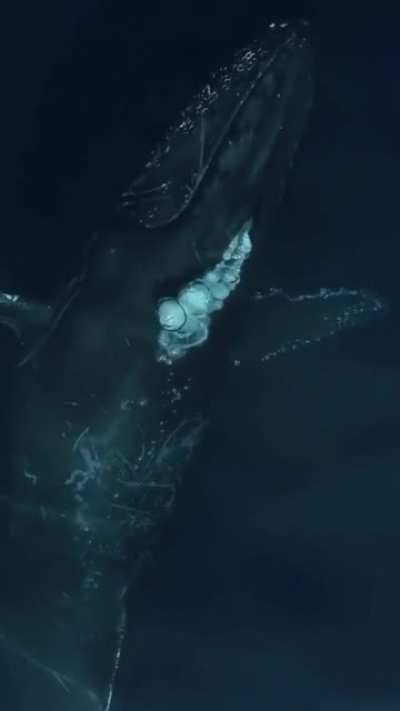 ? Your Daily Dose Of Whale Love.