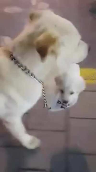 Mother dog taking care of her puppy Porta-Puppy style